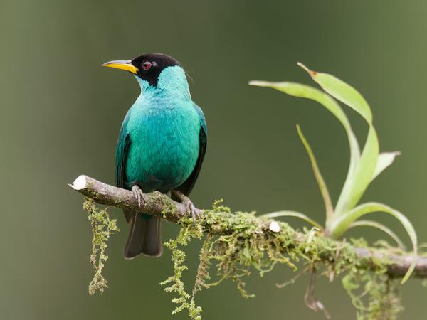 <h3><a href="/trips/costa-rica/biota/animalia/chordata/aves/040 passeriformes/127 thraupidae/chlorophanes spiza/chlorophanes spiza-nl.html">Chlorophanes&nbsp;spiza</a> / Green&nbsp;honeycreeper / Groene&nbsp;suikervogel</h3>OM-1 met M.300mm F4.0 + MC-14, 1/800 sec  bij F5.6, ISO 1600, afstand 5.47&nbsp;m